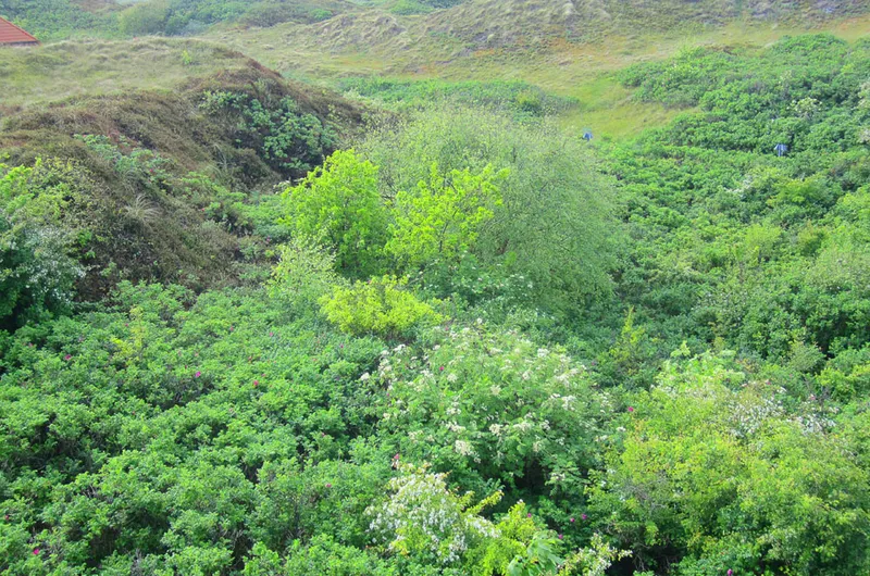 Schwalbennest – Foto 6